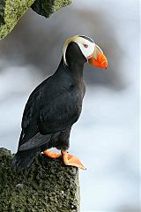 Tufted Puffin